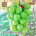 【ふるさと納税】北海道 仁木産 小野農園 シャインマスカット 600g前後　　 果物 ぶどう フルーツ おやつ デザート 食後 有機肥料 農薬低減 国産 直送 産地直送 食べ物 食品 北海道産 　お届け：2024年10月～11月末