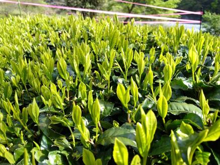 生粋川根茶澤本園 ふるさとありがとう21