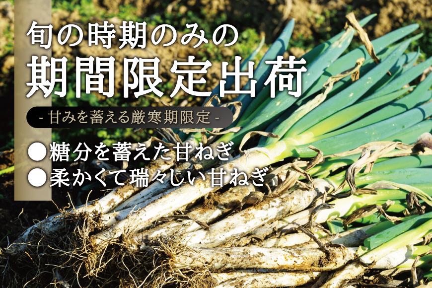 カマシチねぎ屋 旬の甘ねぎ 2kg（約10本～17本）【12月下旬より順次発送】
