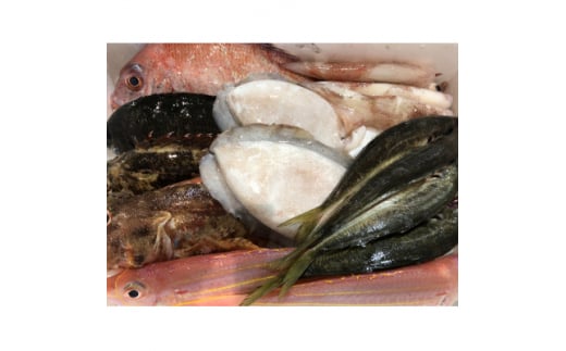 竹中水産の八幡浜発!「朝獲れデイリー鮮魚BOX」2キロ＜D22-278＞【1298415】