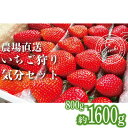 【ふるさと納税】 【 予約受付 】 いちご 食べ比べ 約 800g 1600g 選べる容量 ( かおり野 よつぼし 紅ほっぺ 恋みのり ) 選べる発送月 完熟 7品種 から 2種類 お届け 苺 ストロベリー 産地直送 ご当地 果物 くだもの フルーツ デザート 食品 冷蔵 げんき農場 埼玉県 羽生市