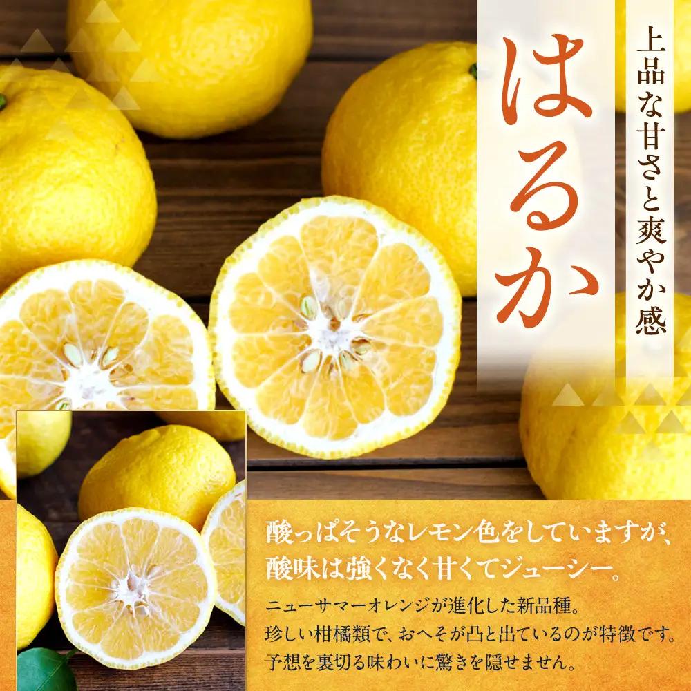 訳あり はるか 1kg M～2Lサイズおまかせ 高石垣ファーム