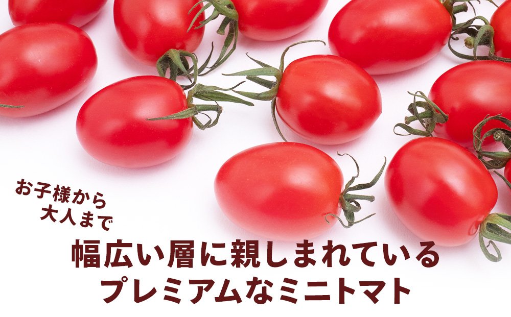 【2026年先行予約】朝採りフルーツミニトマト＆フルーツミニ 計1kg
