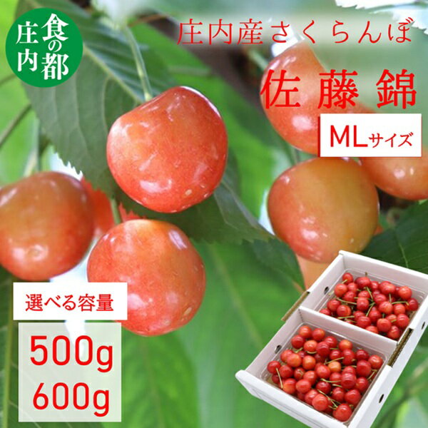 【ふるさと納税】★先行予約★【令和8年産】食の都庄内　庄内のさくらんぼ「佐藤錦」MLサイズ　バラ詰め　500g　600g　※令和8年6月中旬～下旬頃発送予定（有限会社庄内旬青果）