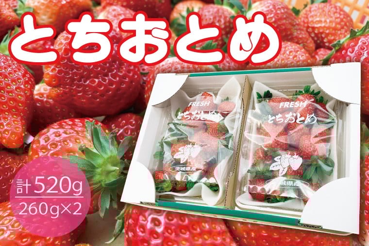 
            【数量限定】とちおとめ 2パック入り1箱 いちご　イチゴ　苺　フルーツ 果物（KBP-7）
          