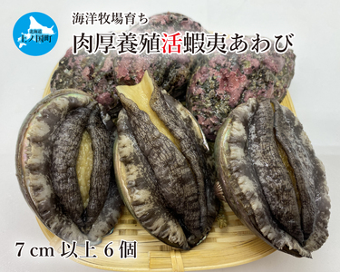 海洋牧場育ち養殖活蝦夷あわび（7㎝～7.4㎝×6個）　活アワビ　鮑　海鮮　産地直送　魚介類　海の幸　おせち食材　エゾアワビ　冷蔵　アワビ　BBQ食材　ギフト　贈答　バーベキュー　蝦夷鮑