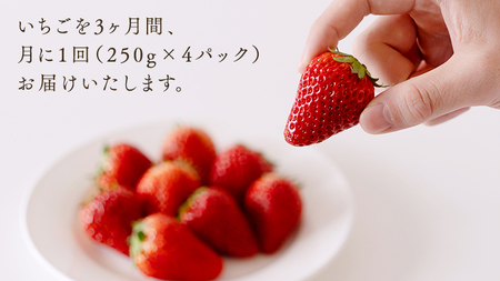 【 定期便 】 合計3kgお届け いちご の3ヶ月連続お届け便 （1回：250g×4パック）×3回 【1月から発送開始】（茨城県共通返礼品 [いちご]：城里町産）