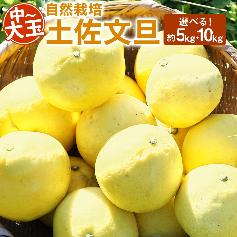 【ふるさと納税】【中～大玉】岡垣町産 自然栽培 土佐文旦 約5kgまたは約10kg 農薬・肥料・除草剤不使用 ご自宅用 フルーツ 果物 九州産 国産 福岡県産 送料無料 【2026年3月上旬～4月下旬順次発送予定】