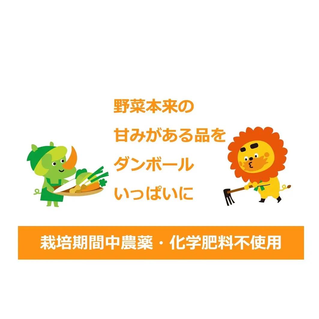 野菜セット 産地直送 旬の野菜5種 国産 農園直送 野菜セット【1名向】