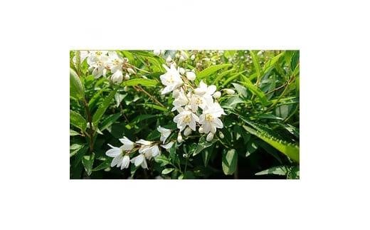 緑の力で地球を元気に!【ヒメウツギ】12cmポット　高さ30cm前後　5本セット