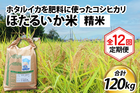 ほたるいか米　コシヒカリ 精米10kg ×12回 計120kg 12ヶ月定期便 米定期便 [N-021001]