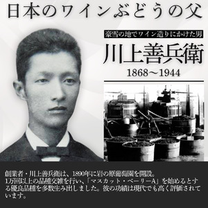 ワイン 岩の原ワイン 善 ハーフサイズ 6本セット （赤×2本、白×2本、ロゼ×2本 各360ml） お酒 岩の原 酒 新潟 上越 最短3日で発送