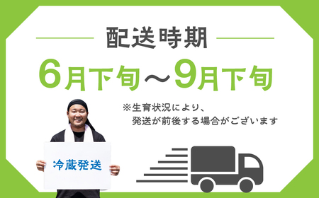 お米農家がつくったアスパラガス L~2L 500g 飛騨市 池本農園 アスパラガス