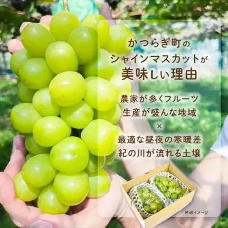 ぶどう先行予約!　シャインマスカット秀品　2房(約1.2kg)こだわり農家厳選!【配送不可地域：離島】【1676257】