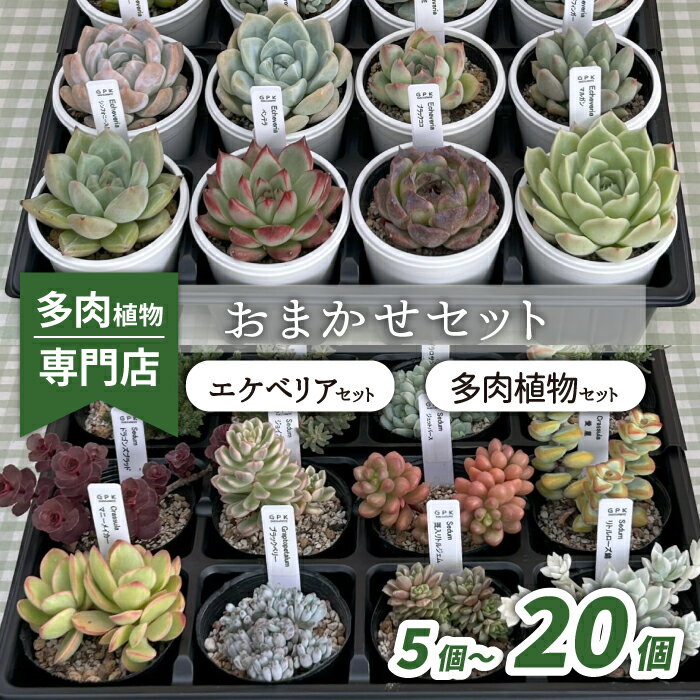 【ふるさと納税】 多肉植物 おまかせ セット おすすめ 5個 10個 20個 / エケベリア インテリア オシャレ おしゃれ 多肉 観葉植物 植物 人気 高評価 趣味 ナチュラル 自然 かわいい ミニサイズ 玄関 室内 ガーデニング 園芸 苗 ポット苗 多肉屋GPK 岩手県 滝沢市 送料無料