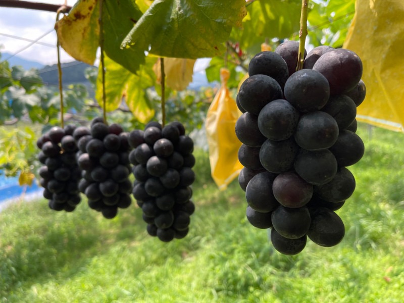 ［先行予約］和歌山 有田産 種なし BKシードレス 約1kg 2～3房 ［2026年8月下旬より順次発送予定］ DU05