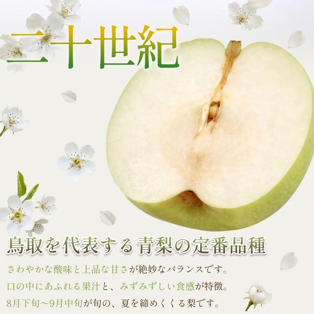 【先行予約】中野農園 梨 ”二十世紀梨” 3kg箱｜鳥取 岩美 梨 なし ナシ※お届けは2026年8月下旬以降【41025】