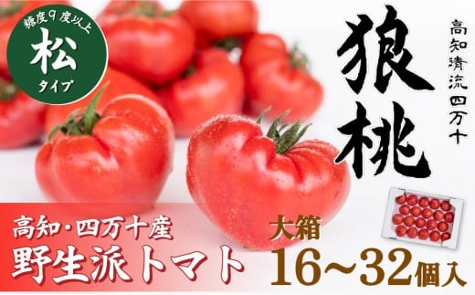 【先行予約／2025年3月中旬から発送】四万十育ち「狼桃」 糖度9度以上　松タイプ 大箱（16～32個入） Fdf-12 フルーツトマト トマト とまと 野菜 数量限定 期間限定 数量限定