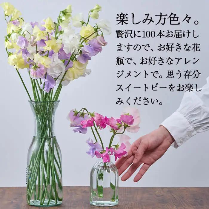 ＜先行予約受付中！2026年12月中旬から順次発送予定＞門川町産スイートピーミックス(計100本・50本×2束) 花  ギフト 【AL-1】【安田農園】 