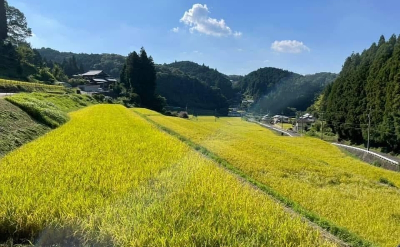 米 コシヒカリ 箸ひかり 伊賀 令和8年産 5kg 極上 精米 三重県 名張市 特A 白米 産直 農家 ご飯 ごはん 新米 a ha shi hi ka ri rice koshihikari iga