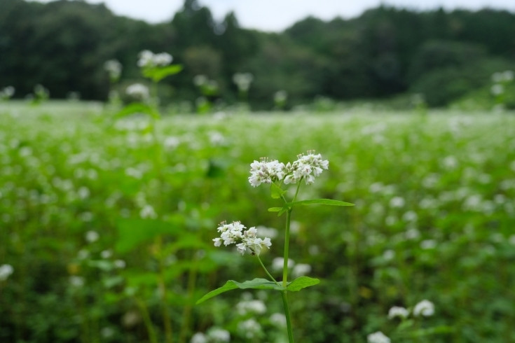 そばの花。白い小さな花です。