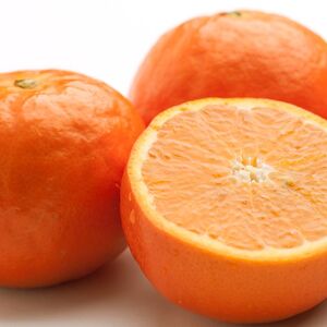 ＜4月より発送＞厳選 セミノールオレンジ10kg+250g（傷み補償分）◇【春みかん】【有田産】【光センサー食べ頃出荷】 ※北海道・沖縄・離島への配送不可 ※2026年4月上旬～5月下旬頃に順次発送予定