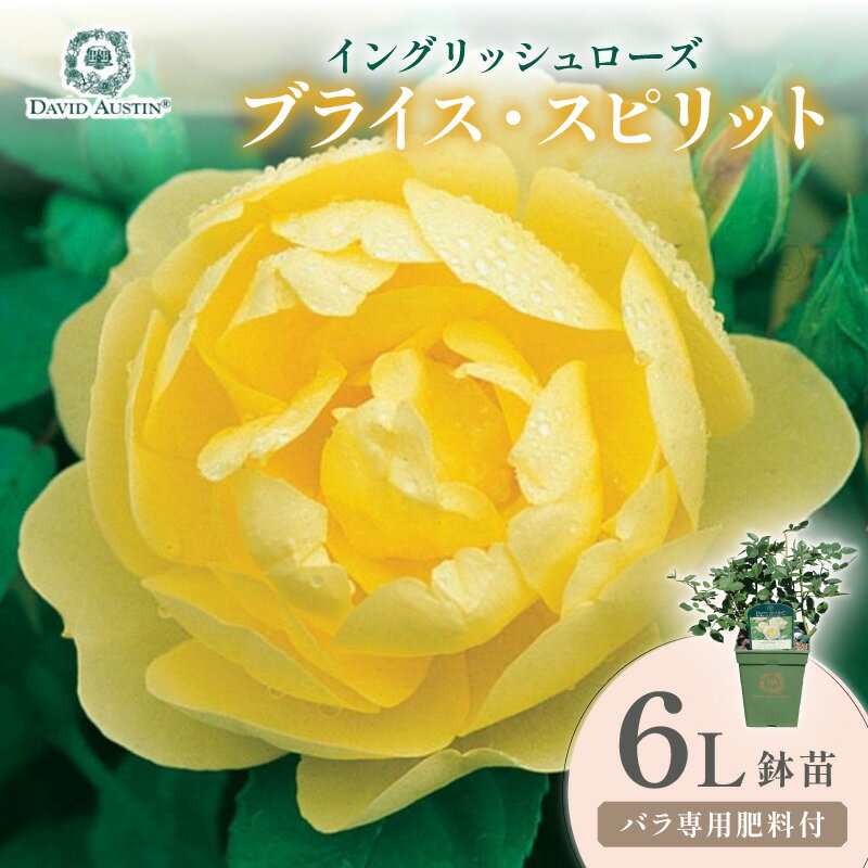【ふるさと納税】【イングリッシュローズ】デビッド・オースチン ブライス・スピリット 6L鉢苗（バラ専用肥料付）