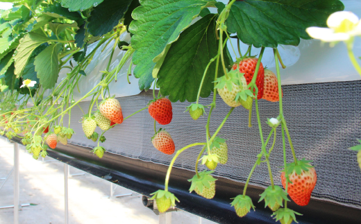 紅ほっぺセット(8パック)【配送不可地域：離島・北海道・沖縄県・四国・九州】【1676931】