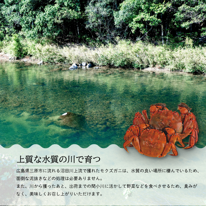 【先行受付】広島県産 天然活きモクズガニ（オス・メス混合/1kg） 2025年12月16日発送予定 天然 サイズ混ざり 国産  藻屑蟹 川蟹 川ガニ 上海蟹  唐揚げ 味噌汁 蒸し 茹で ボイル レシ