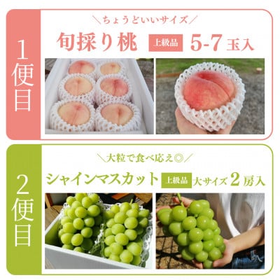 【発送月固定定期便】桃とシャインマスカット どっちも食べたい便(岡山県産)全2回【配送不可地域：離島】