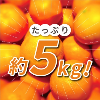 三代目がつくる高品質【頂みかん】5kg【C31−16】【1042516】