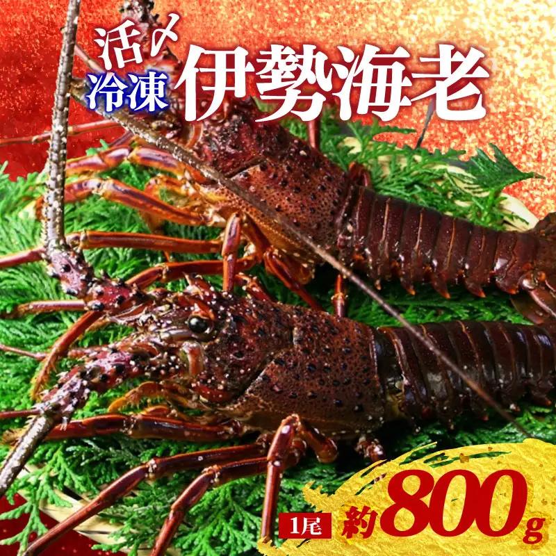 冷凍 伊勢海老 約800g 1尾 活〆 特大 伊勢えび 伊勢エビ イセエビ 海老 えび エビ ebi いせえび 魚介 海鮮 海産物 海 特産品 うま味 旨味 海の幸 アウトドア BBQ 刺身 炭火焼 