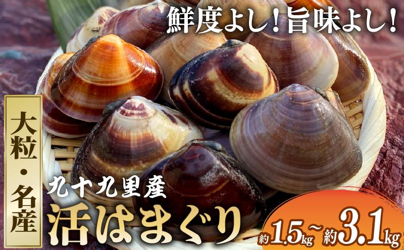 
            大粒活はまぐり・活けはまぐり 約1.5kg ～3.1kg 2kg【某TV番組で全国1位になった大粒活はまぐり】 九十九里産  国産 貝類 貝 魚貝類 無添加 魚介  バーベキュー BBQ お吸い物 海の幸 海 魚 水産 海の幸 贈答 ギフト プレゼント 贈答 記念日 お祝い 送料無料 千葉県 旭 飯岡ヤマイチ水産-大納屋- 千葉県 旭市
          