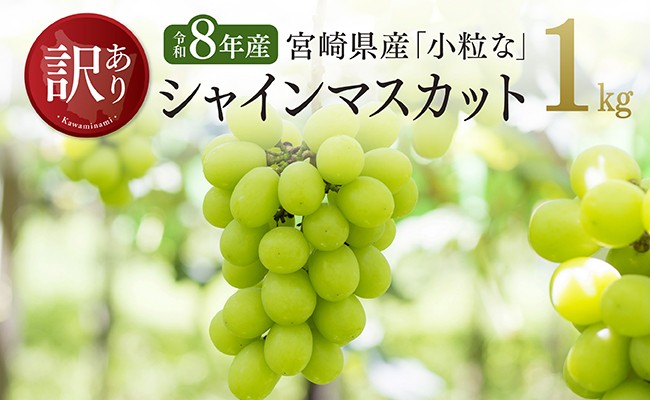 
                  【令和8年産】【訳あり】小粒なシャインマスカット1kg【 ぶどう 果物 葡萄 フルーツ ブドウ デザート 川南町産 数量限定 期間限定 】
                