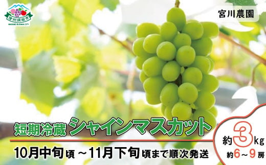 [No.5657-3417]短期冷蔵シャインマスカット約3kg (約6～9房) 《宮川農園》■2024年発送■※10月中旬頃～11月下旬頃まで順次発送予定