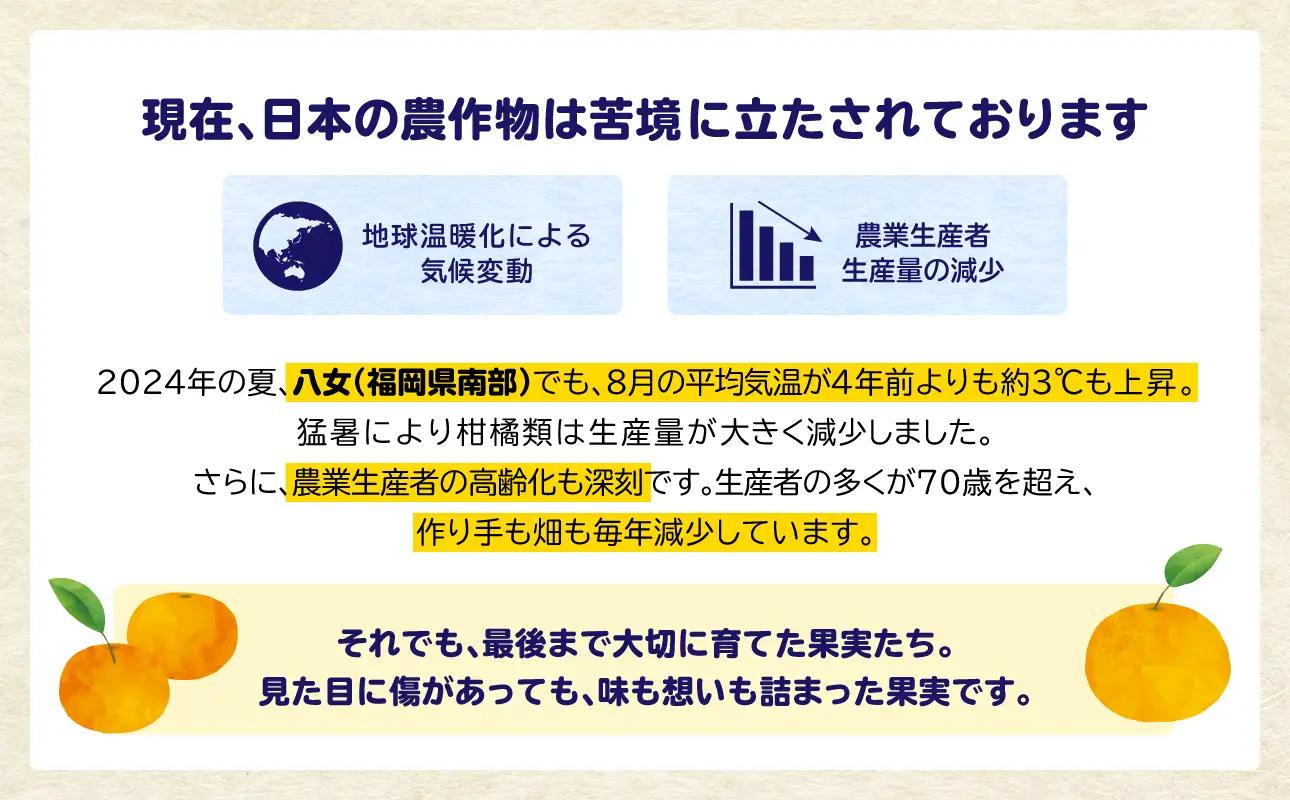 【訳あり】 もったいな果シリーズ みかん 缶詰 5号缶×12缶 セット 国産 007-022