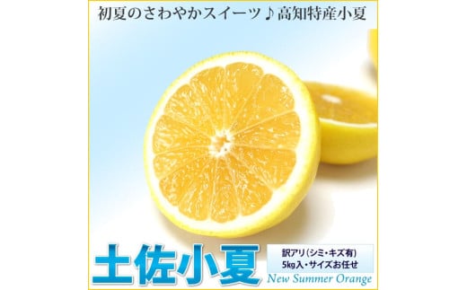 【先行予約】訳あり 土佐小夏 5kg 5キロ サイズお任せ こなつ コナツ 柑橘 かんきつ 柑橘類 フルーツ 果物 くだもの デザート おやつ ジュース ジャム 美味しい 家庭用 ご自宅用 訳アリ