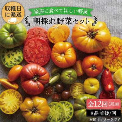 ふるさと納税 糸島市 【全12回定期便】朝採れ野菜セット (8品前後) [AGE012]