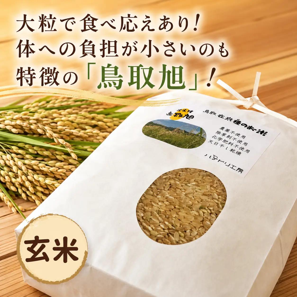 Y265 鳥取旭10kg（玄米）
