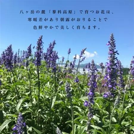 信州八ヶ岳の麓から贈るドライフラワーリース Sハーフ(グリーン)【1659526】