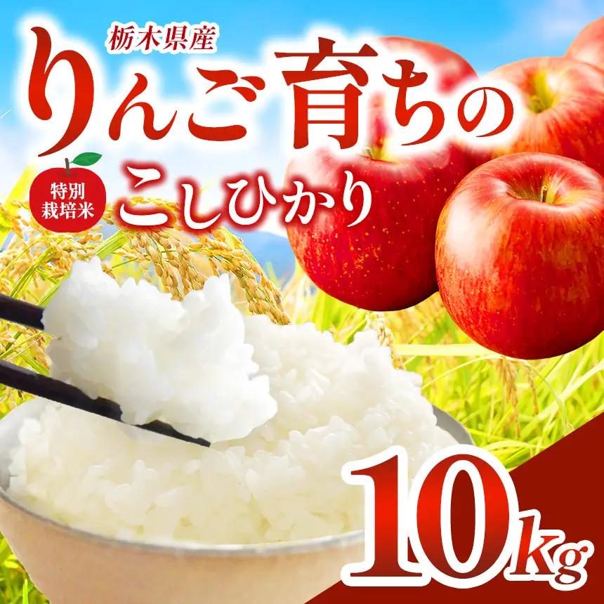 お米 矢板市特別栽培米「コシヒカリ」りんご育ちの こしひかり 10kg 