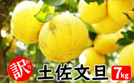 文旦 訳あり 7kg 土佐文旦 文旦 ブンタン 文旦 ぶんたん 文旦 愛媛県 愛南町青果市場