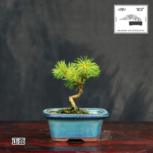 赤石の泉 赤石 五葉松（鉢植え） F-128【現品限り】【配送地限定】