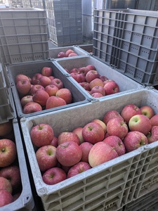 青森県産りんご 光センサー選別 サンふじ 約10kg 中～小玉 りんご