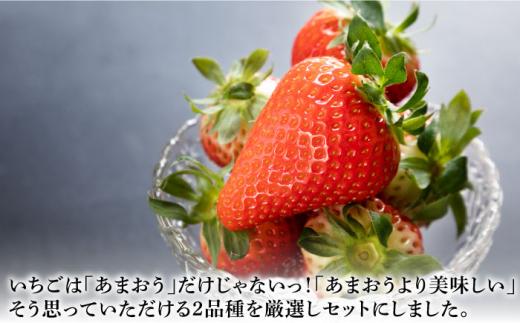 【先行予約受付中】【全3回定期便】《2月〜4月：毎月発送！》イチゴ1kg 食べ比べ 「ゆめ恋セット（ゆめのか・恋みのり ）」（250g×4パック）《壱岐市》【蒼花】 [JEO003] いちご イチゴ 