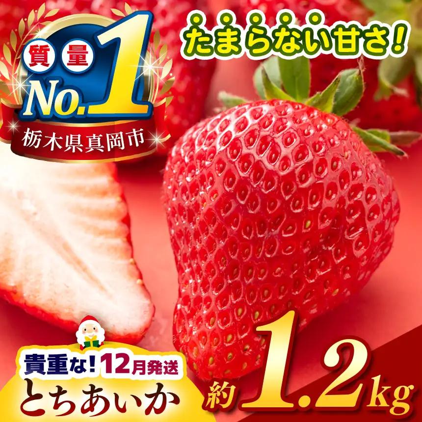 【2026年12月発送】【先行予約】 栃木のこでらんないイチゴ（とちあいか） 約300g×4