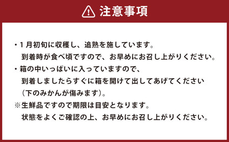 【中～大玉】自然栽培 土佐文旦 約10kg くだもの 果物 フルーツ 柑橘 岡垣町 【2026年3月上旬～4月下旬順次発送予定】