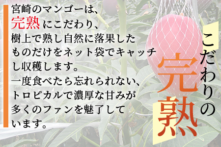 ＜【先行予約】【期間数量限定】2026年5月より順次発送 宮崎県産完熟マンゴー3L～4L 2玉化粧箱入＞(2玉入り)【B-0602-yk-x1】【みまたんよかもん協同組合】 3L～4L 2玉化粧箱入