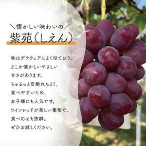 【きよとうファーム】【お試し便】 紫苑(しえん) 1房500g～(岡山県産)【配送不可地域：離島】【1549075】