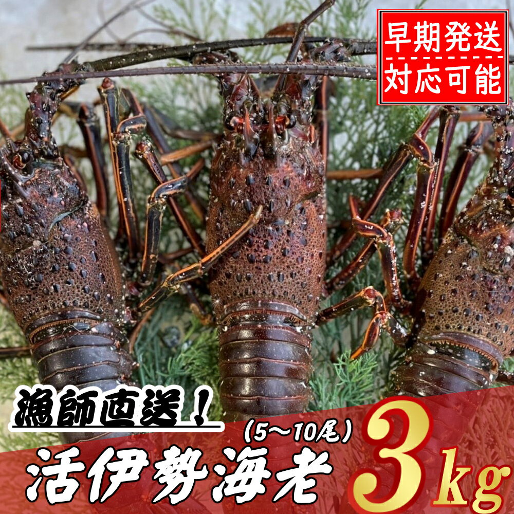 【ふるさと納税】 【漁師直送】 活伊勢海老3kg〈お刺身・お鍋などにおすすめ〉伊勢海老 伊勢エビ 伊勢 海老 エビ イセエビ 生きたまま発送 刺身 焼き物 お味噌汁 鍋 ボイル エビフライ アレンジ可 産地直送 職人厳選 新鮮 海鮮 高知県 室戸市 惣菜 送料無料 ＜ii016＞